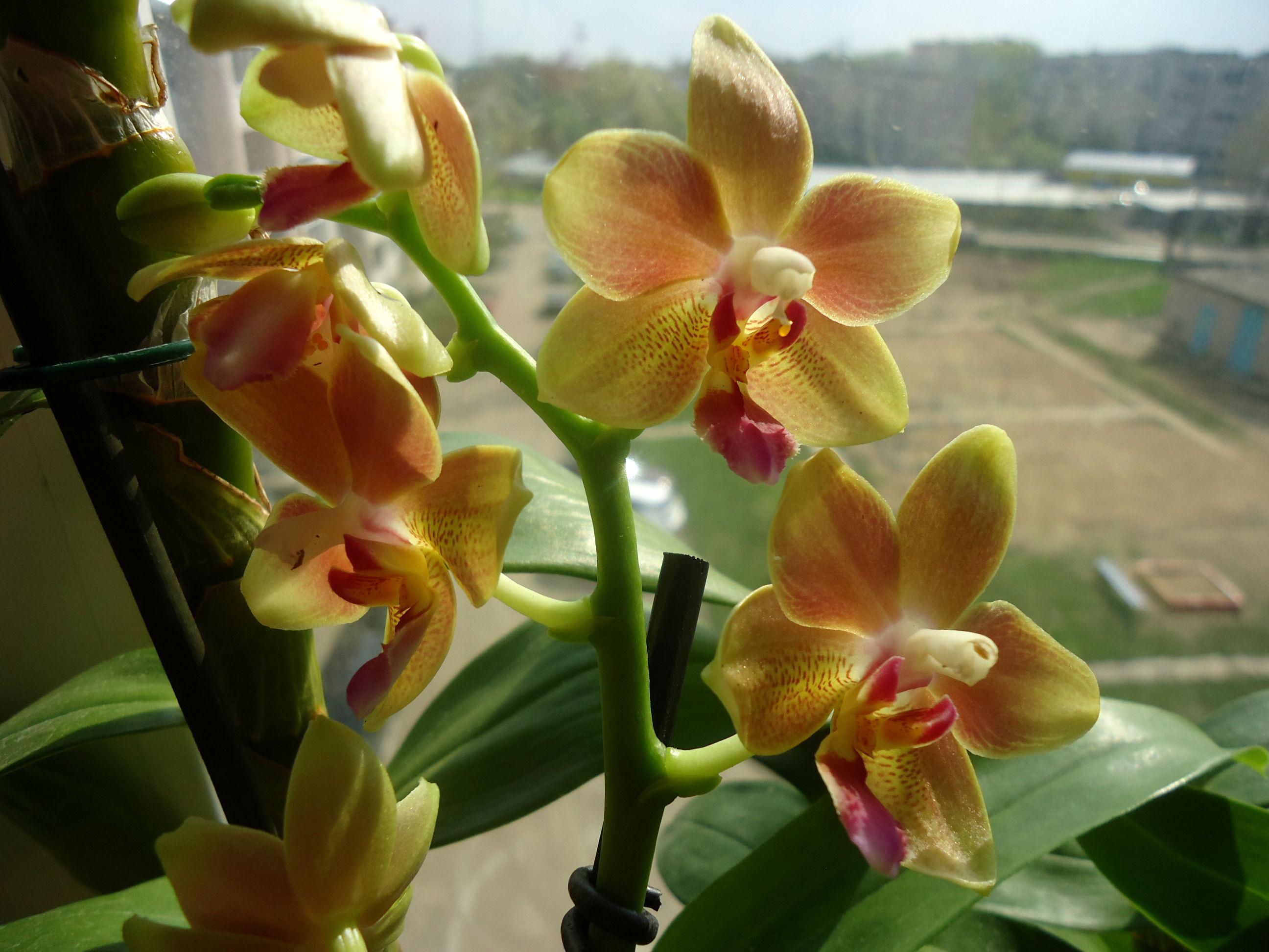 орхидея голден санд фото и описание отзывы